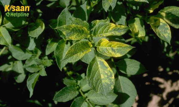 मोज़ेक वायरस: आलू के मोज़ेक वायरस को कैसे प्रबंधित करें?